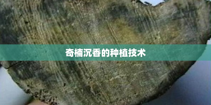 奇楠沉香的种植技术 奇楠沉香的种植技术