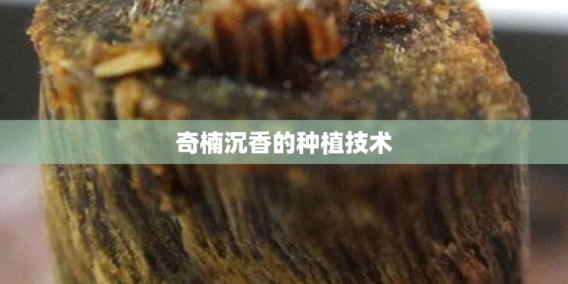 奇楠沉香的种植技术 奇楠沉香的种植技术