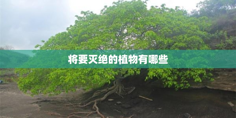 将要灭绝的植物有哪些 将要灭绝的植物有哪些