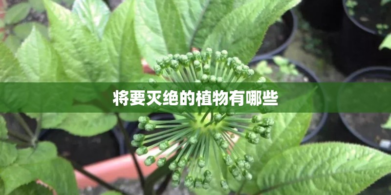 将要灭绝的植物有哪些 将要灭绝的植物有哪些