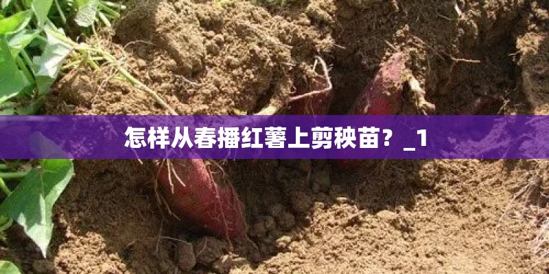 怎样从春播红薯上剪秧苗？_1
