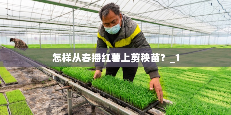 怎样从春播红薯上剪秧苗？_1