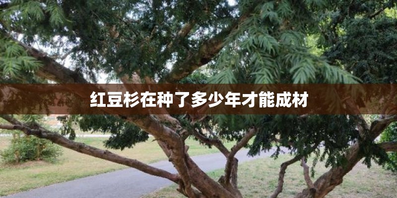 红豆杉在种了多少年才能成材 红豆杉在种了多少年才能成材