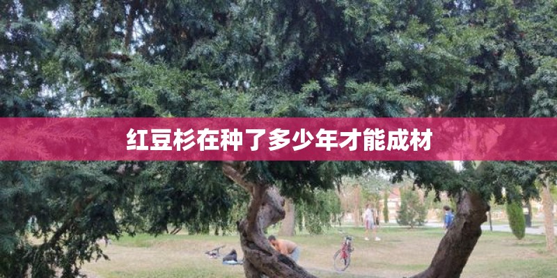 红豆杉在种了多少年才能成材 红豆杉在种了多少年才能成材