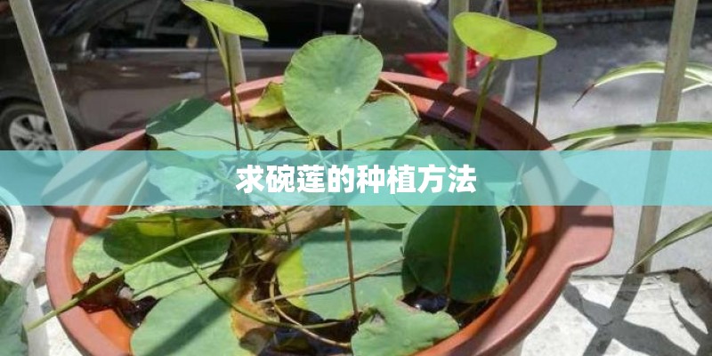 求碗莲的种植方法 求碗莲的种植方法