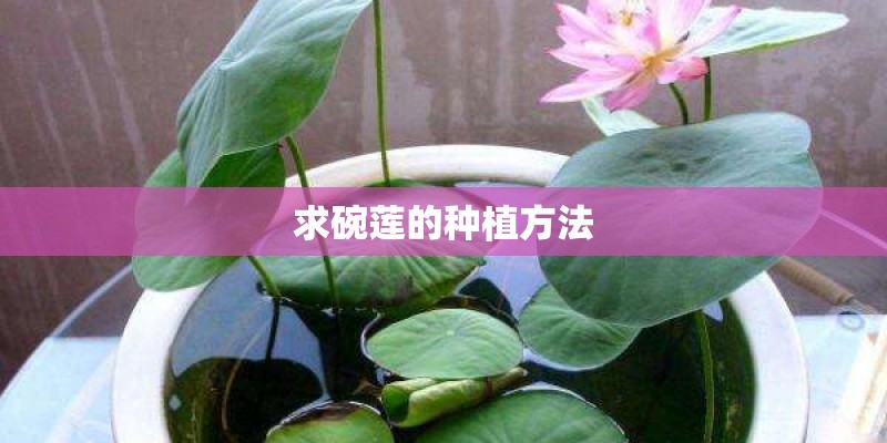 求碗莲的种植方法 求碗莲的种植方法