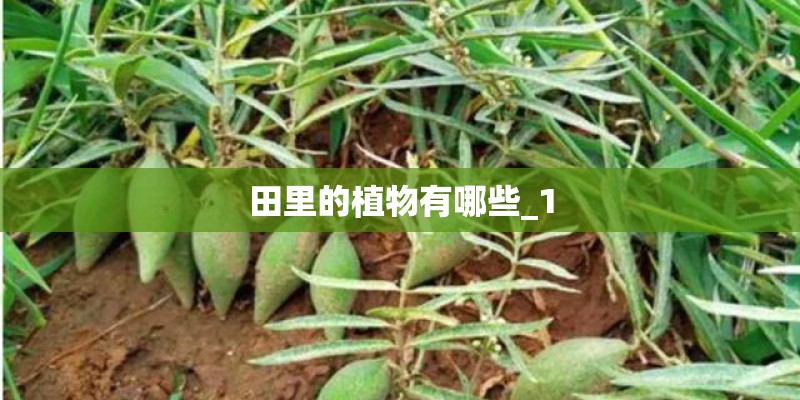 田里的植物有哪些_1 田里的植物有哪些_1