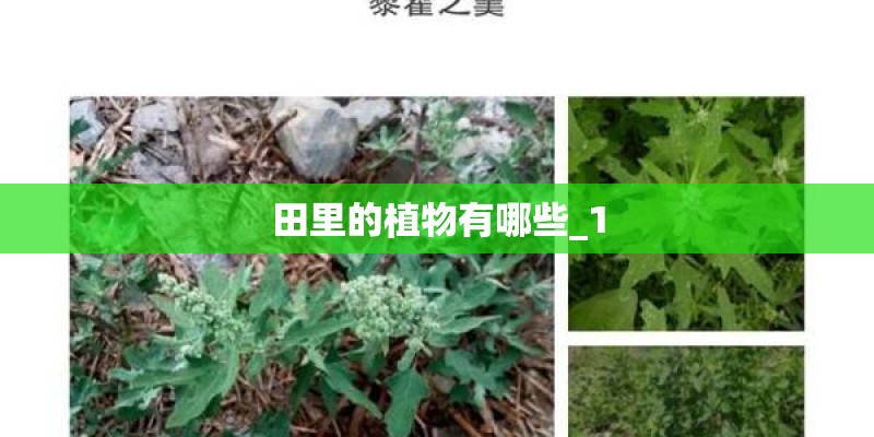 田里的植物有哪些_1 田里的植物有哪些_1