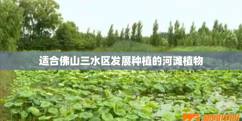 适合佛山三水区发展种植的河滩植物 适合佛山三水区发展种植的河滩植物