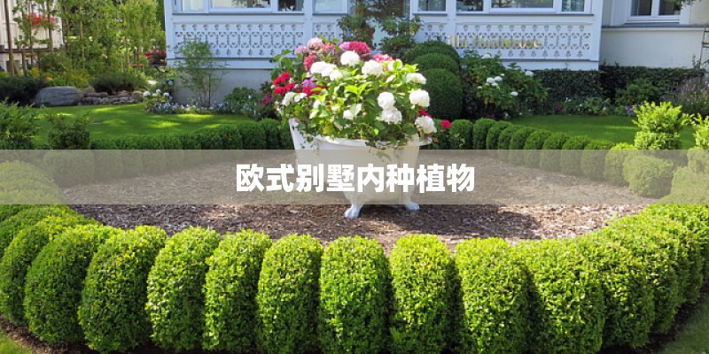 欧式别墅内种植物 欧式别墅内种植物
