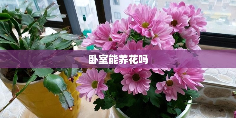 卧室能养花吗 卧室能养花吗