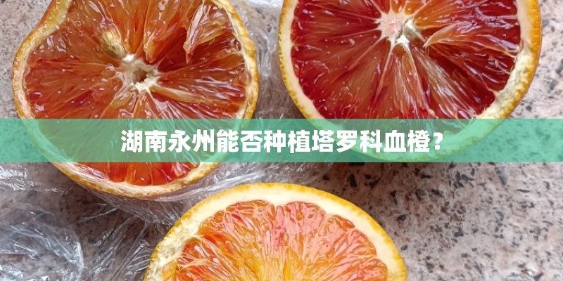 湖南永州能否种植塔罗科血橙? 湖南永州能否种植塔罗科血橙?