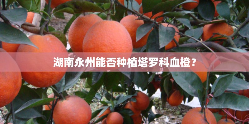 湖南永州能否种植塔罗科血橙? 湖南永州能否种植塔罗科血橙?
