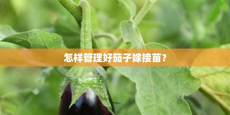 怎样管理好茄子嫁接苗? 怎样管理好茄子嫁接苗?