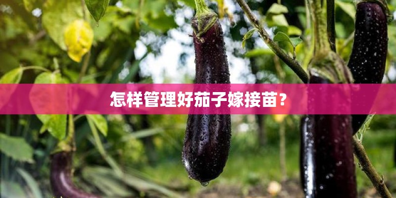 怎样管理好茄子嫁接苗? 怎样管理好茄子嫁接苗?