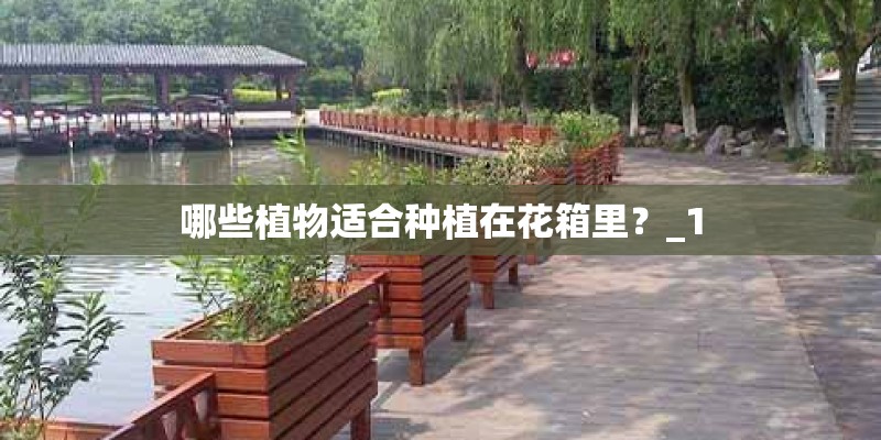 哪些植物适合种植在花箱里？_1