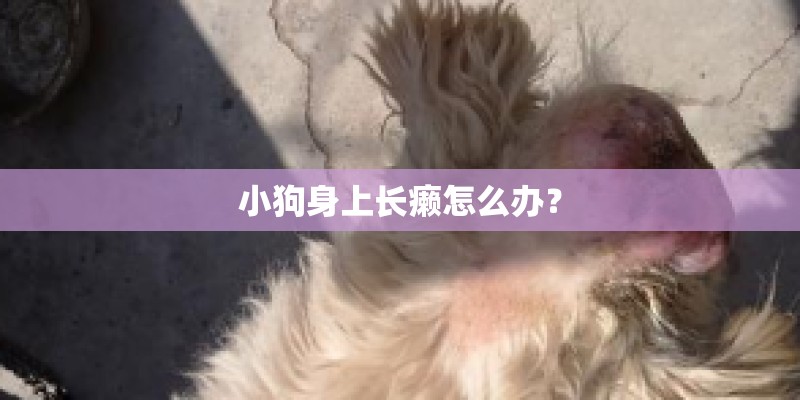 小狗身上长癞怎么办? 小狗身上长癞怎么办?