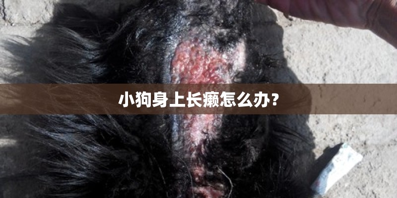 小狗身上长癞怎么办? 小狗身上长癞怎么办?