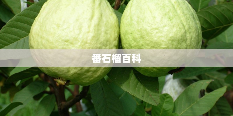 番石榴百科 番石榴百科