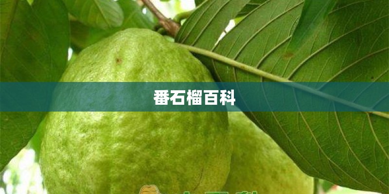 番石榴百科 番石榴百科