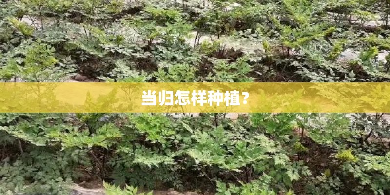 当归怎样种植? 当归怎样种植?