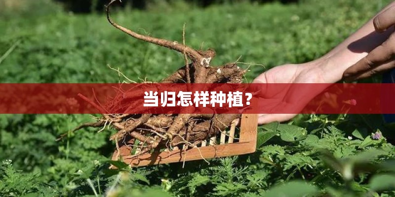当归怎样种植? 当归怎样种植?