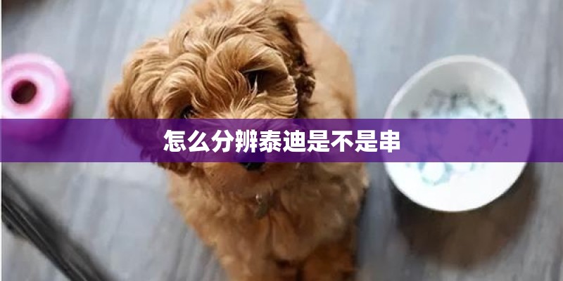 怎么分辨泰迪是不是串 怎么分辨泰迪是不是串