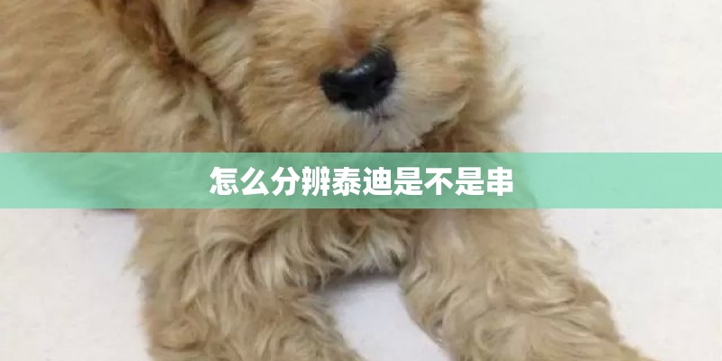 怎么分辨泰迪是不是串 怎么分辨泰迪是不是串