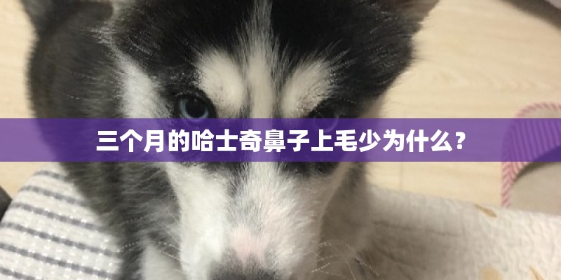 三个月的哈士奇鼻子上毛少为什么? 三个月的哈士奇鼻子上毛少为什么?