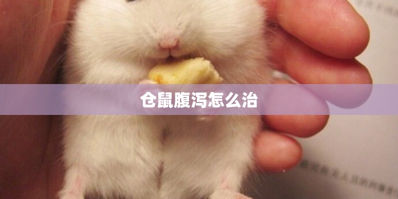 仓鼠腹泻怎么治 仓鼠腹泻怎么治