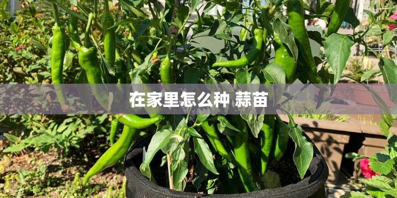 在家里怎么种 蒜苗 在家里怎么种 蒜苗