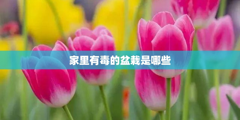 家里有毒的盆栽是哪些 家里有毒的盆栽是哪些