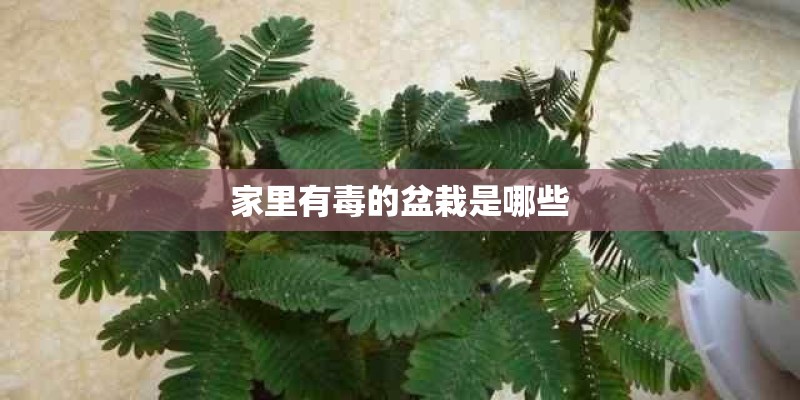 家里有毒的盆栽是哪些 家里有毒的盆栽是哪些