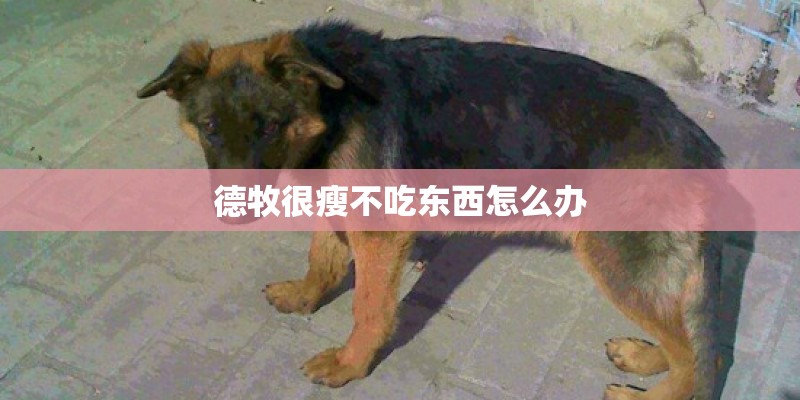 德牧很瘦不吃东西怎么办 德牧很瘦不吃东西怎么办