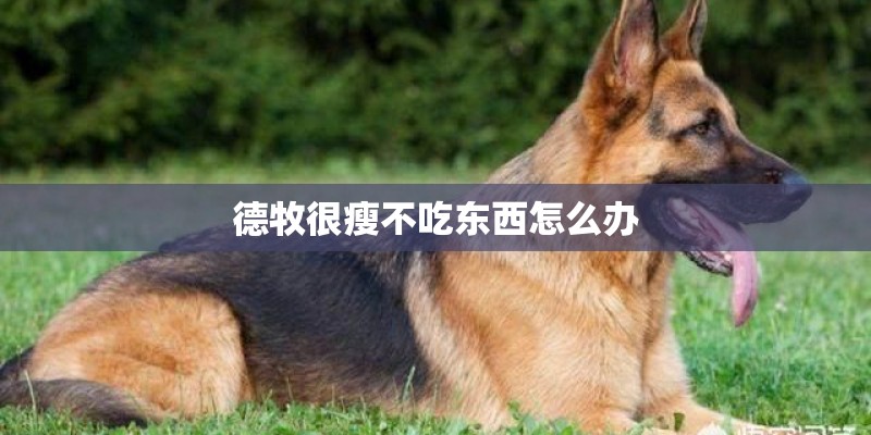 玫瑰花带育苗盆买回来怎么种植? 玫瑰花带育苗盆买回来怎么种植?