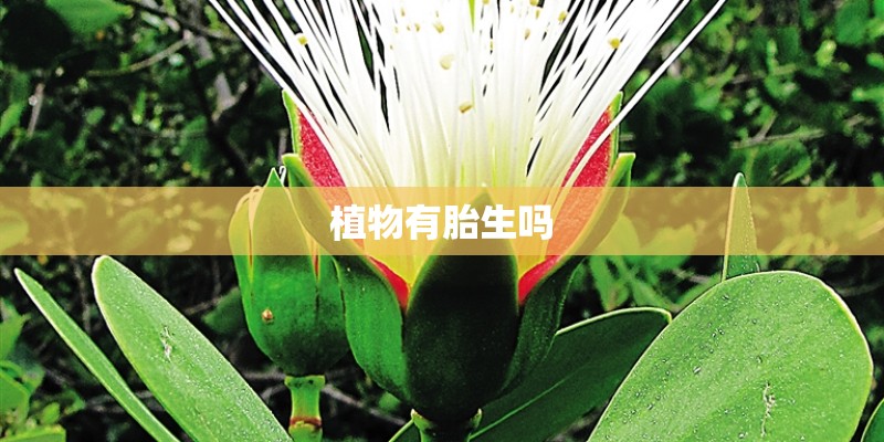 植物有胎生吗 植物有胎生吗