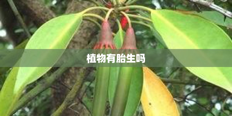 植物有胎生吗 植物有胎生吗