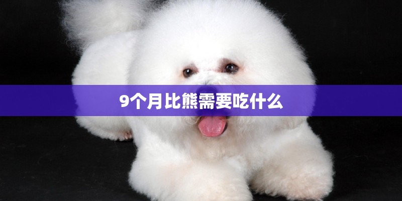 9个月比熊需要吃什么 9个月比熊需要吃什么