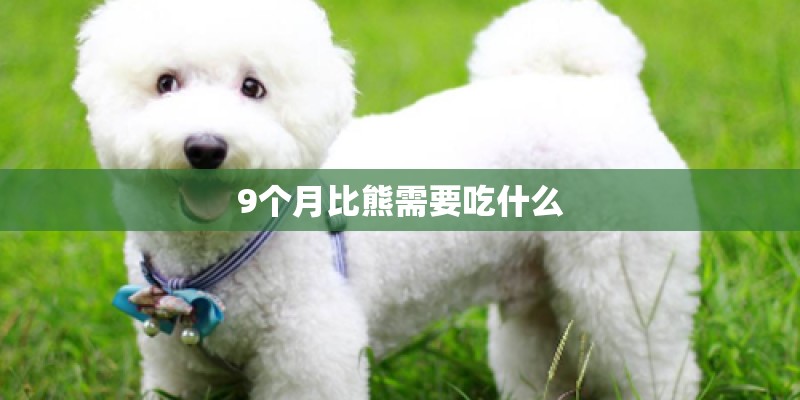 9个月比熊需要吃什么 9个月比熊需要吃什么