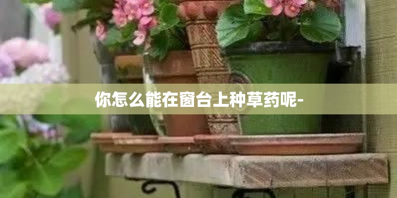 你怎么能在窗台上种草药呢- 你怎么能在窗台上种草药呢-