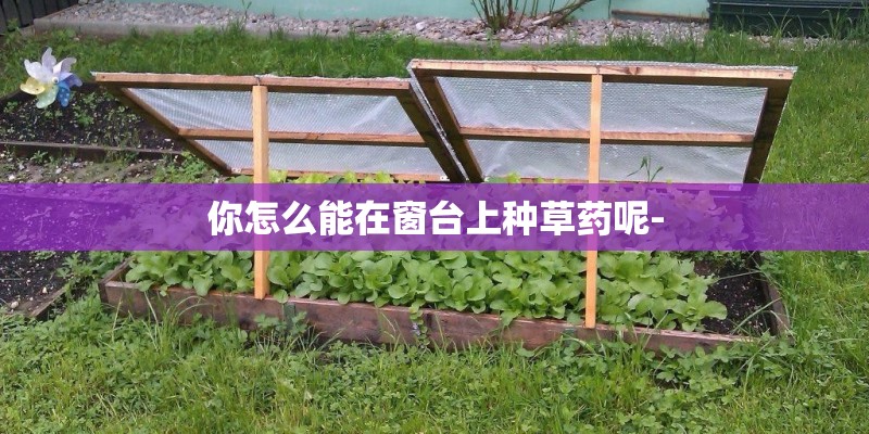 你怎么能在窗台上种草药呢- 你怎么能在窗台上种草药呢-
