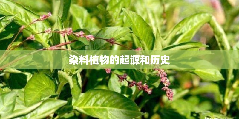 染料植物的起源和历史 染料植物的起源和历史