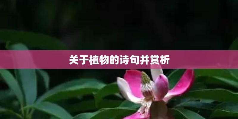 关于植物的诗句并赏析 关于植物的诗句并赏析