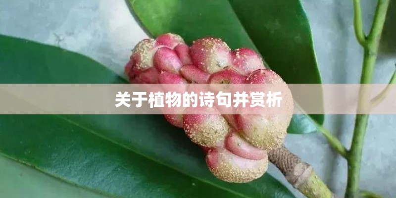 关于植物的诗句并赏析 关于植物的诗句并赏析