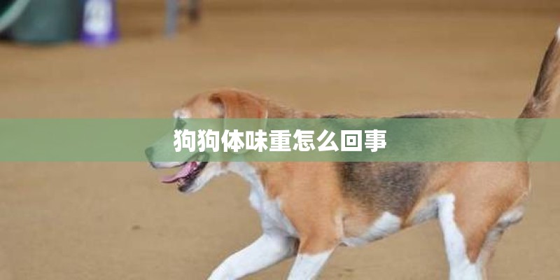 狗狗体味重怎么回事 狗狗体味重怎么回事