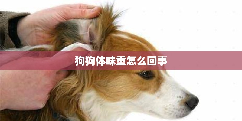 狗狗体味重怎么回事 狗狗体味重怎么回事