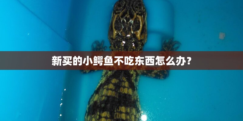 新买的小鳄鱼不吃东西怎么办? 新买的小鳄鱼不吃东西怎么办?