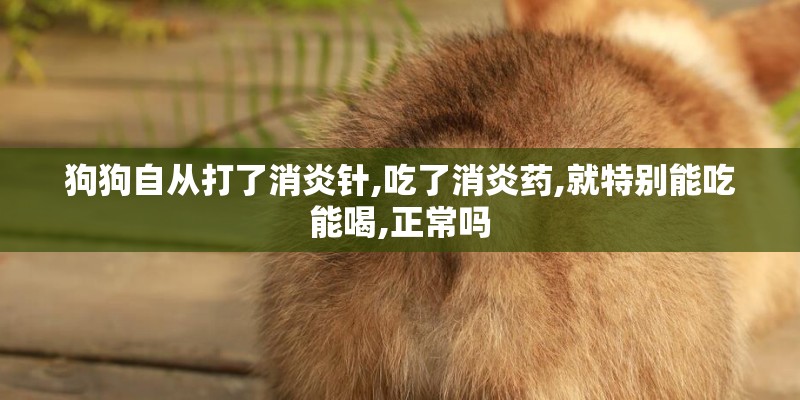 狗狗自从打了消炎针,吃了消炎药,就特别能吃能喝,正常吗 狗狗自从打了消炎针,吃了消炎药,就特别能吃能喝,正常吗