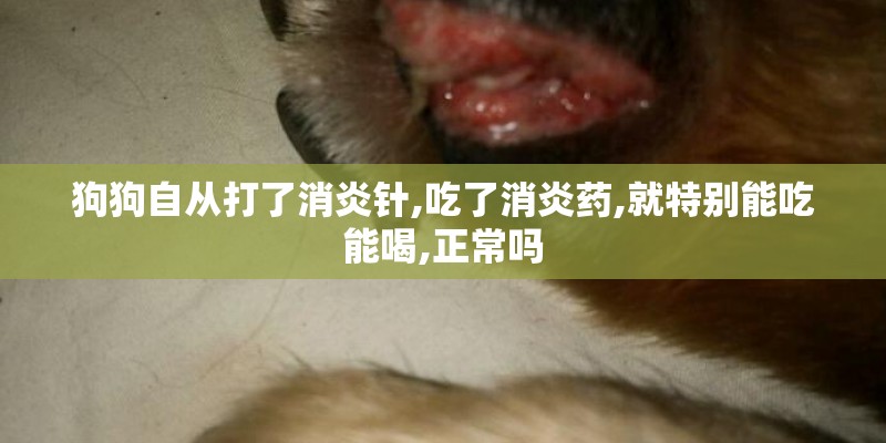 狗狗自从打了消炎针,吃了消炎药,就特别能吃能喝,正常吗 狗狗自从打了消炎针,吃了消炎药,就特别能吃能喝,正常吗