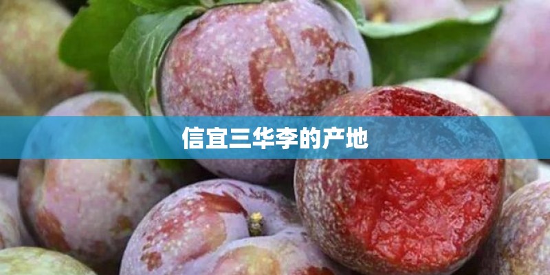 信宜三华李的产地 信宜三华李的产地